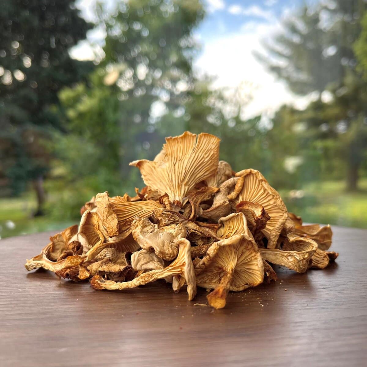 chanterelle