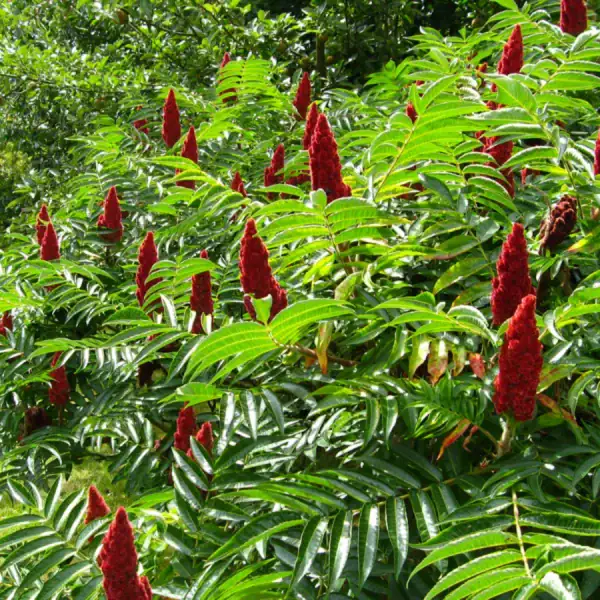 Accueil 6 Sumac en poudre